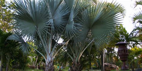 Top 6 Popular Types of Palm Trees in Florida - Beautiful Boundaries