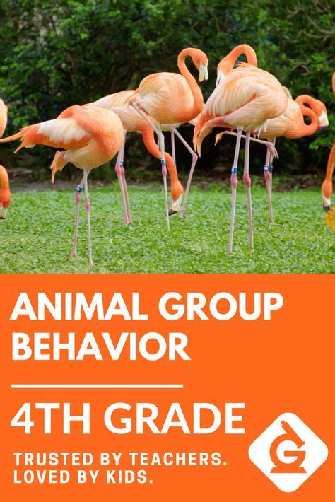 Animal Group Behavior Worksheet