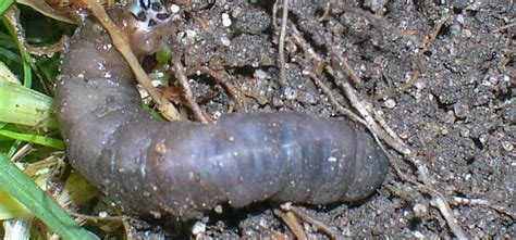 Crane Fly - Pest Identification for Vegetable Gardens