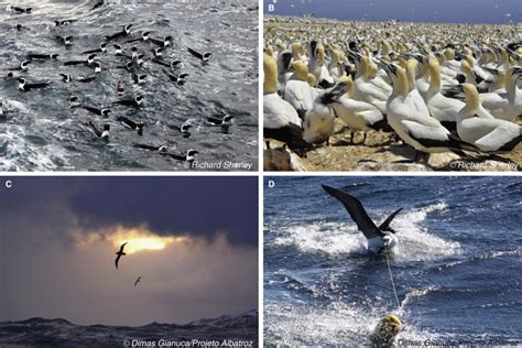 Seabirds: Current Biology