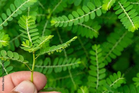 Phyllanthus niruri herb plant and other name, Seed-under-leaf ...