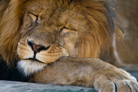 sleeping Lion by oetzy on DeviantArt