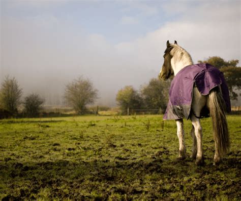 Mud Fever: Causes, Symptoms, and Treatment | Southern Equine Distributing