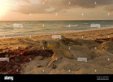 Loggerhead turtle finishing the nesting process Stock Photo - Alamy