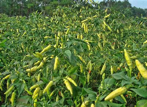 BUDIDAYA TANAMAN CABE DALAM POLYBAG | AtmaGo