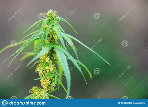 Close Up Male Cannabis Plant Pollen Sacks Stock Photo - Image of drug ...