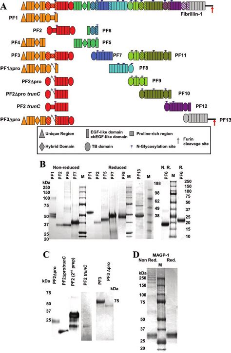 A, schematic diagram of the domain structure of fibrillin-1, including ...