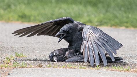 Think Crow Funerals Are Strange? Wait Until You See the Wake | Audubon