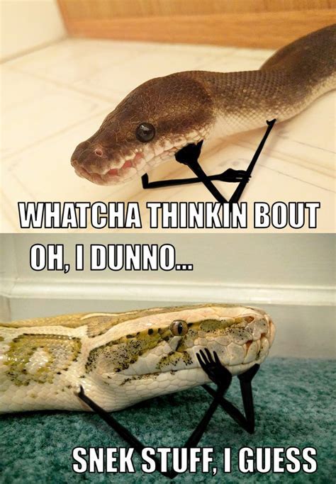 Two snakes with photoshopped arms. | Funny animal memes, Funny animal pictures, Cute reptiles