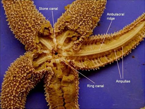 Starfish Dissection - BIOLOGY JUNCTION