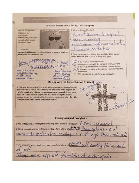 Cell Transport Worksheet Answers - Transport Informations Lane