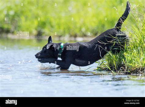 A Black Labrador Retriever out training Stock Photo - Alamy