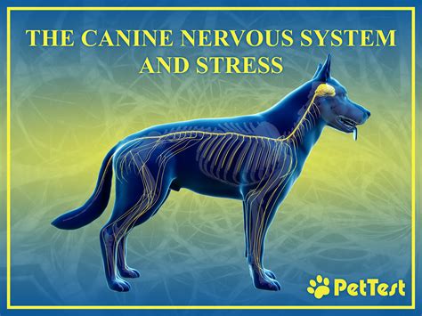 The Canine Nervous System and Stress - PetTest by Advocate