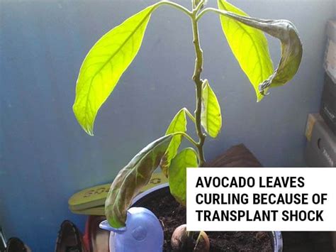 8 Reasons Why Avocado Leaves Are Curling (And How To Fix It) – World of Garden Plants