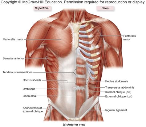 Chest Muscles (Pictures McGraw Hill) Diagram | Quizlet | Chest muscles ...