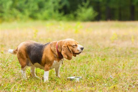 Cute Beagle Playing on the Grass in Summer Stock Photo - Image of beagle, beautiful: 136239498