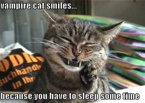 The Best of LOL Cats (15 pics) - Izismile.com