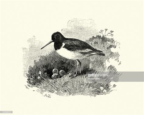 Eurasian Oystercatcher With Its Nest And Eggs High-Res Vector Graphic - Getty Images