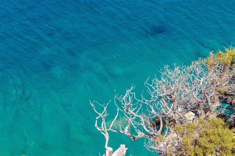 Clear Sea Trees Branches Wallpaper, HD Nature 4K Wallpapers, Images, Photos and Background