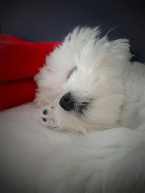 Sweet dreams | Teacup puppies maltese, Maltese puppy, Maltese