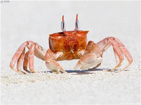 Red ghost crab - quite obviously the inspiration for Monsier Krabs. | Red ghost, Animals, Nature ...