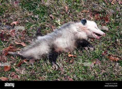 Opossum dead hi-res stock photography and images - Alamy