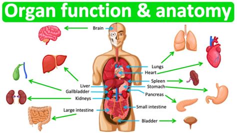 Major organ functions & anatomy 👫| Quick & easy learning video - YouTube