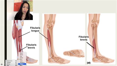 3. Lateral Compartment of the Leg - YouTube