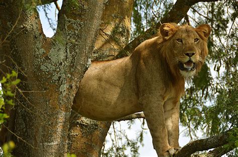 Tree-climbing lion in the Ishasha sector of the Queen Elizabeth National Park Uganda - travel ...