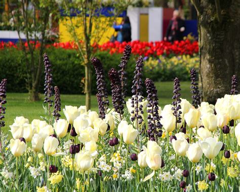 Fritillaria persica 'Twin Towers Tribute' (Persian Lily) bulbs — Buy online at Farmer Gracy