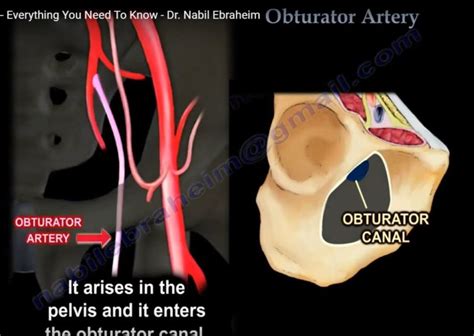 Anatomy of Obturator Artery — OrthopaedicPrinciples.com