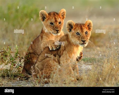 lion cubs playing Stock Photo - Alamy