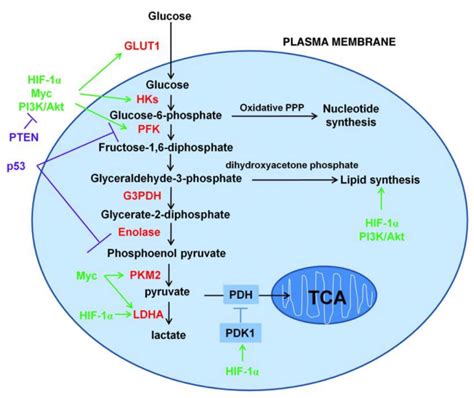 Understanding Cancer Glucose Metabolism