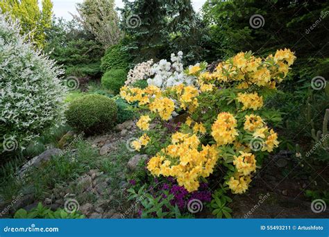 Beautiful Spring Garden Design with Rhododendron Stock Image - Image of color, conifer: 55493211