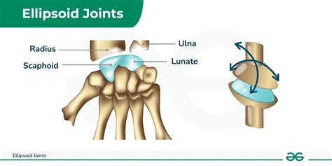 Ellipsoid Joints - Examples, Anatomy, Diagram & its Functions ...