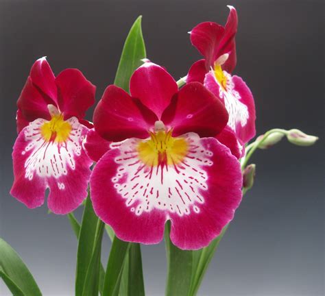 red orchid flower names - Treats Weblogs Slideshow