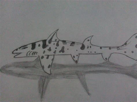 leopard shark by DEADPOOLDANYAAL on DeviantArt