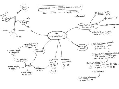 Mind map for B4b: Photosynthesis OCR Gateway (Legacy) | Teaching Resources