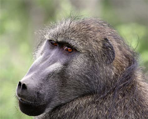 Baboon, Kruger Park, South Africa | Baboons are African and … | Flickr