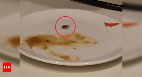 Cockroach found in meal served at Air India’s Delhi airport lounge | India News - Times of India