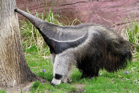 The Giant anteater is waiting for you at Zoo Leipzig!