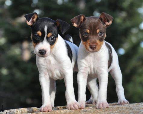 Rat Terrier Dog Breed Information - Showsight