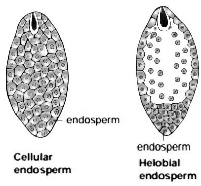 Explain different types of endospermwith suitable diagrams