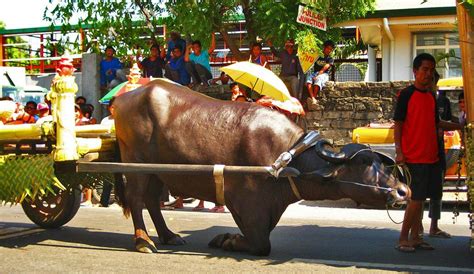 Go Philippines: Kneeling Carabao in Pulilan Carabao Festival