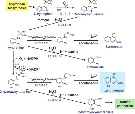 Tryptophan catabolism. | Download Scientific Diagram