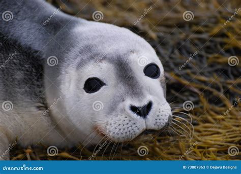 Baby Seal Face stock image. Image of common, freeport - 73007963