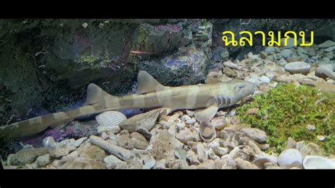 ปลาสวยงาม ปลาหายาก Aquarium view - YouTube