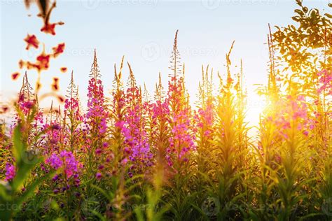 Wildflowers at sunset. Dramatic wintry scene. Carpathian. Ukraine ...