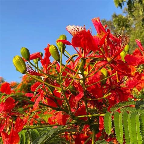 Gulmohar (Delonix Regia) | lupon.gov.ph