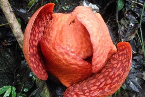 Bunga Rafflesia Terbesar di Dunia Akan Mekar di Agam, Tepat 1 Januari 2020